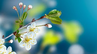 Morning Relaxing Music - Piano Music, Positive Background Music (Molly)