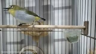 Download lagu pleci buxtoni gunung salak belajar ngalas cocok buat pancingan mp3