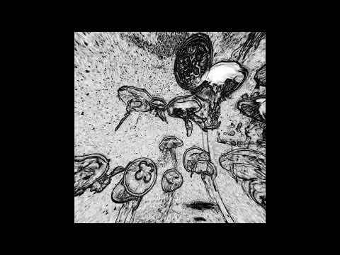 BLUSH RESPONSE - HYMENOPTERA