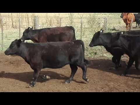 VID_20180220_094926.mp4