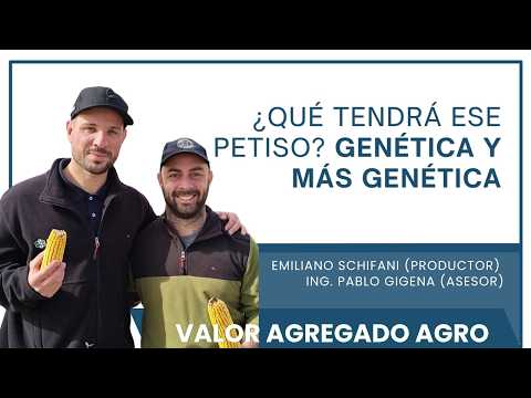 El "petiso" de Stine que la rompe en maíces tardíos: Así rinde el Stine 9820 en Córdoba