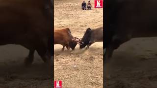 Download lagu Pertarungan sapi jantan #sapi #shorts #sapigila #animals mp3 Download lagu Pertarungan sapi jantan #sapi #shorts #sapigila #animals mp3