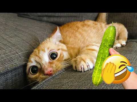 Funniest Cats and Dogs Clips 2026🤣😻Try Not To Laugh🐶