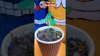 How To Grow Zinnia Plant From Seed Day 16#indoorplanting #plants #gardenseeds #diy #gardenplant