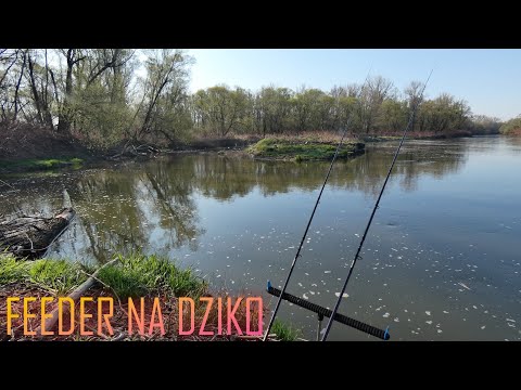 CARP AND CRUSAC FEEDER FISHING - ODRA RIVER AND OX-BED BED, BEAUTIFUL BITES #carphunterspolska