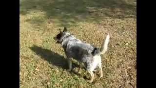 Crazy Dog chasing her tail