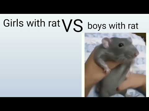 Girls with rat VS boys with rat | Funny memes | Boys VS girls memes