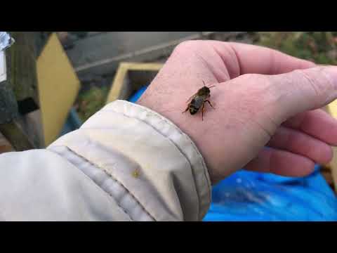 230212 - Hive 7 quick inspection of remaining stores