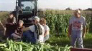 preview picture of video 'Dan D Farms Corn Picking Crew'