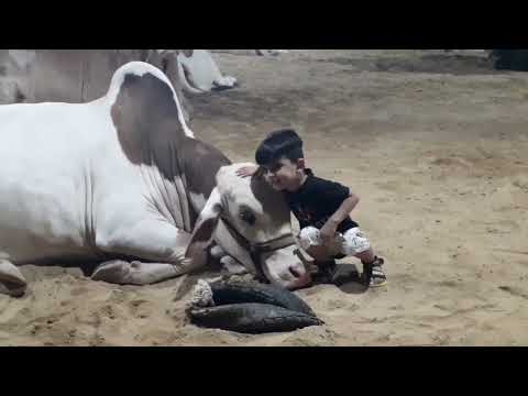 ONYX Cattle Farm 🦬🦬 Safeer Afridi Cattle farm 👍 🤲