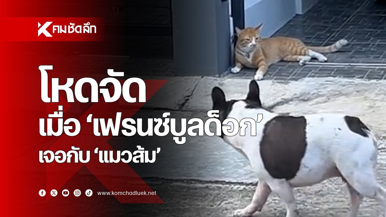 โหดจัด เมื่อ 'เฟรนซ์บูลด็อก' เจอกับ 'แมวส้ม'