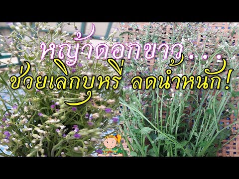 ภาพค้อนพรู ความคิดเห็นของยาเสพติดสำหรับความอ่อนแอ