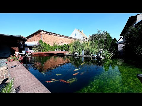 Modern Koi Blog #4122 – Thomas' 7-year-old, 130,000-liter koi pond