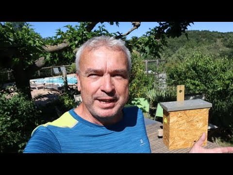 Bee bait hive design and our first bee swarm - ever. How to catch a swarm as a complete beginner.
