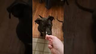 Video preview image #1 American Pit Bull Terrier-Unknown Mix Puppy For Sale in Germantown, OH, USA