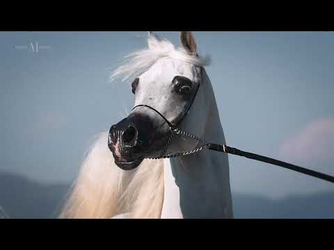 💥 SAFEER AL WADI 💥⁣ (MAJD AL RAYYAN x SHAWQ AL ZOBAIR), 2013 Straight Egyptian Stallion