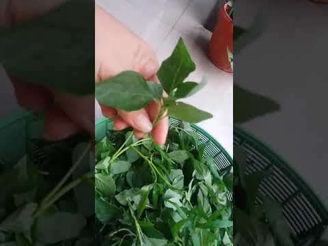 sayur bening penangkal rindu Gaess....