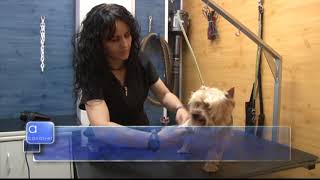 CLINICA VETERINARIA SAN FERNANDO