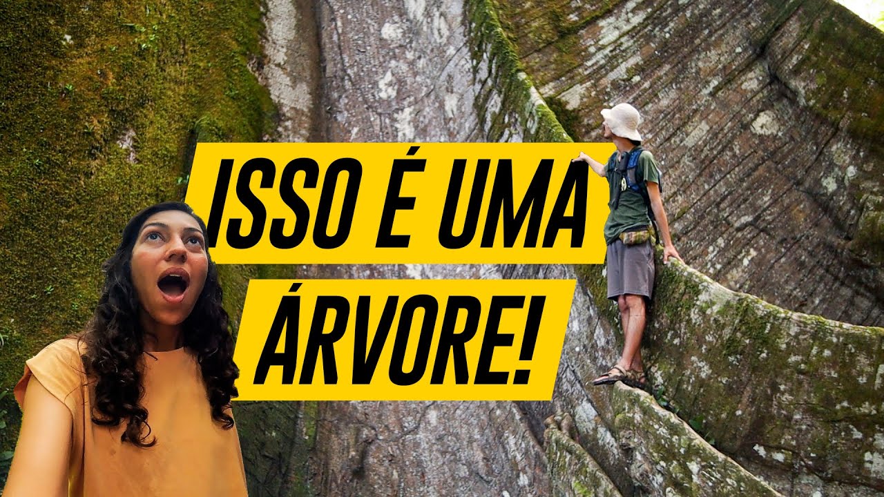 MURALHA: a MAIOR ÁRVORE que vimos na AMAZÔNIA | Viagem de Bicicleta #227