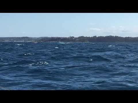 Huge whale jumps inches from a whale watcher.