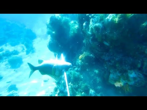 Freediving Spearfishing I Almost Lose My Spear Gun Wild Spearfishing😔 Must Watch🔥