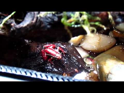 download lagu mp3 mp4 Epipedobates Anthonyi, download lagu Epipedobates Anthonyi gratis, unduh video klip Epipedobates Anthonyi