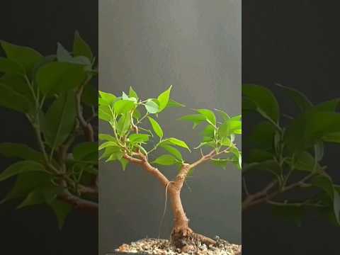 , title : 'My method for growing aerial roots on ficus bonsai #aerialroots #ficusbonsai #ficusbenjamina #ficus'