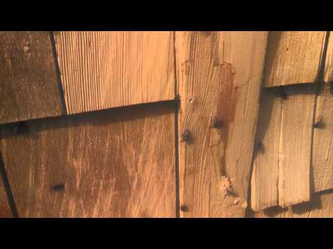 Middletown, NJ home invaded by boxelder bugs