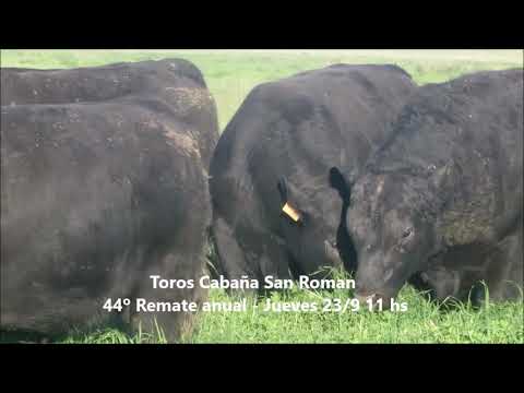 Cabaña San Roman - Rauch - Toros Remate 23/09/2021 - Video 21/9