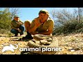 Steve Irwin Comes Face To Face With RATTLESNAKES Crocodile Hunter Animal Planet