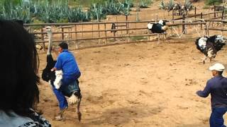 preview picture of video 'Ride the mighty killer South African Ostrich in Oudtshoorn, South Africa'