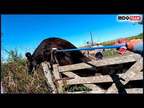 BETWEEN BRIDGES, CARDOS AND REMATES