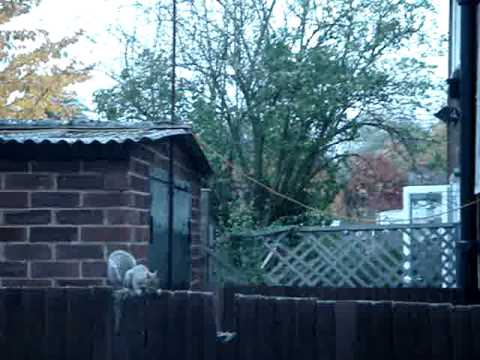 LONDONSKA katerichka runtavelka