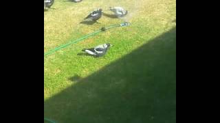 Magpies playing under sprinkler #australiansummer