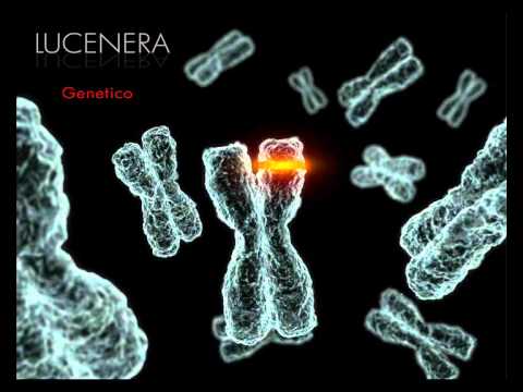 LUCENERA - Genetico