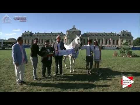 GOLD - N.90 EQUIBORN K.A. - Chantilly 2016 ABCE - Stallions Championship (Class 16)