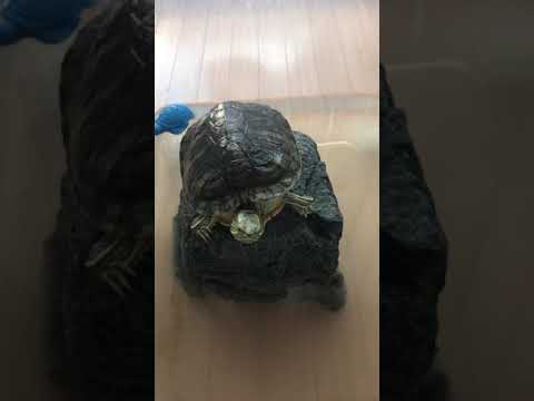 【亀】我が家のペットを紹介します🐢