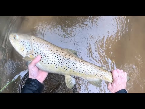 fly fishing a 6lb wild brown trout in an amazing tiny spring creek, catch and release