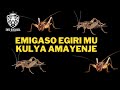 EMIGASO EGIRI MUKULYA AMAYENJE