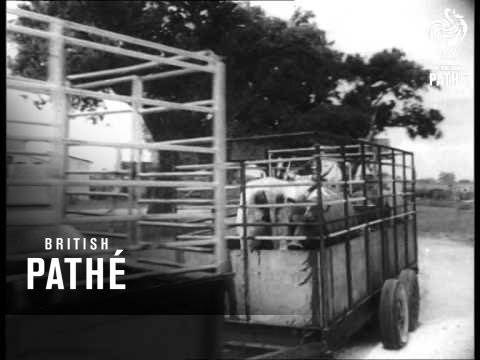 News From America (1961)