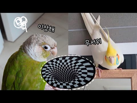 Parrots' reaction with The optical illusion lug | Kkum, Sarang