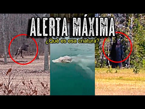 ALERTA por VIDEOS RECIENTES de CRIATURAS EXTRAÑAS en BOSQUES de TODO el MUNDO