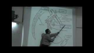 Dr.Ahmed El-Zeiny - Pelvis 9 - Uterus & Vagina & Ovary - Part 1