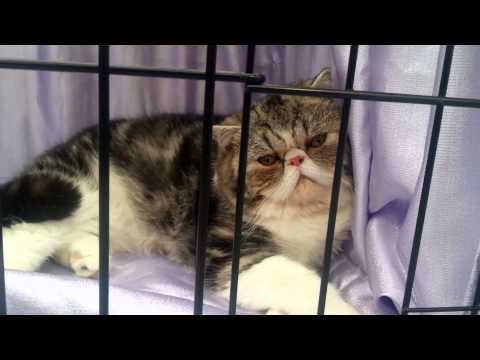 نمایشگاه حیوانات خانگی نیوزیلند - بخش گربه ها  NZ Pet Expo 2013