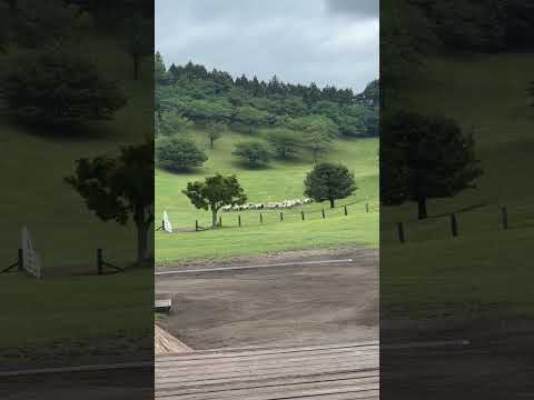 Cum sunt aduse oile în țarc de un singur câine