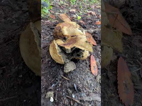 Common Earthball | Scleroderma citrinum | #vancouver #canada | #mushrooms | ​⁠ @jeshroomchrist