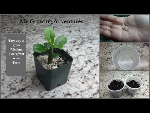 , title : 'How to grow Adeniums from seeds  (Desert Rose) part 1'