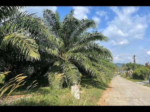 Over 4 Rai of Palm Plantations for Sale Near Natai Beach, Phang Nga - Excellent Investment Property