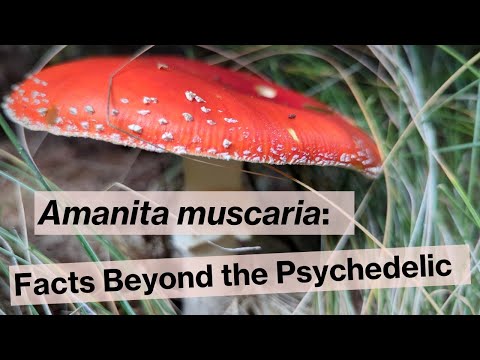Amanita muscaria aka Fly Agaric Mushroom: Facts beyond the psychedelics