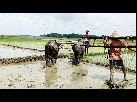 Bullock Ploughing Videos // Land Cultivation With Cows in Huge Water Mud